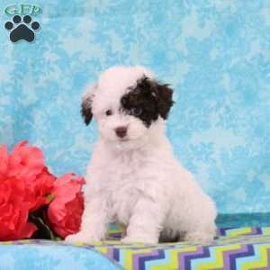 Chocolate, Toy Poodle Puppy
